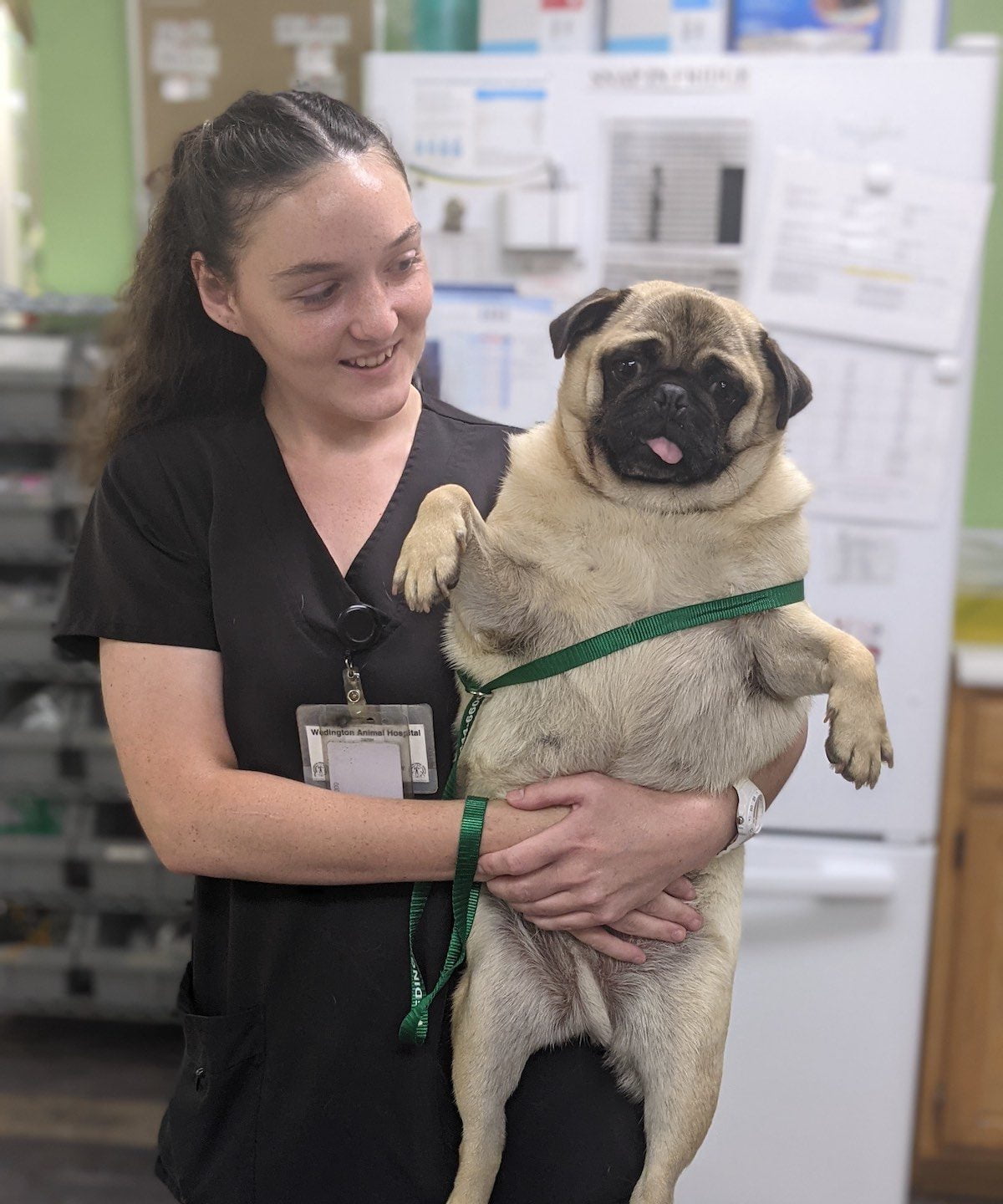 Photo Gallery | Wedington Animal Hospital Photo Gallery | Wedington Animal Hospital