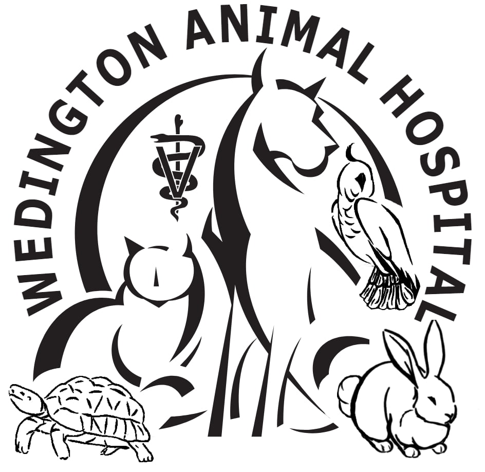 Veterinarian Fayetteville, AR | Wedington Animal Hospital